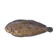 DOVER SOLE WHOLE